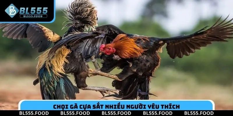 Chọi gà cựa sắt nhiều người yêu thích