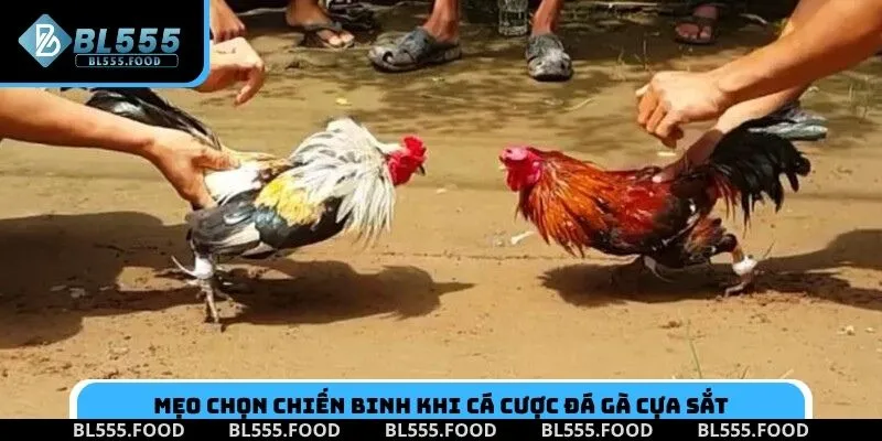 Mẹo chọn chiến binh khi cá cược đá gà cựa sắt